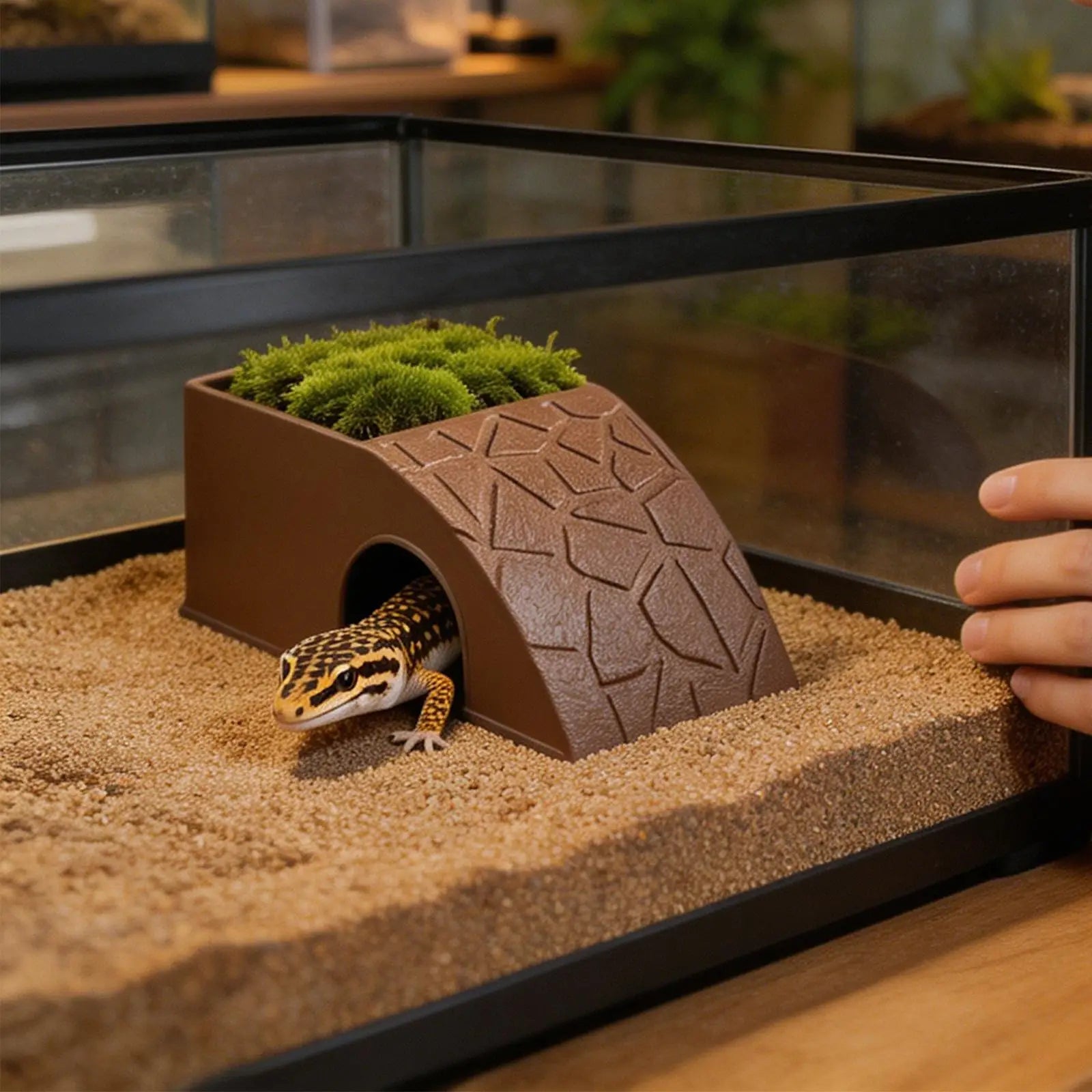 HideBowl Habitat Dish