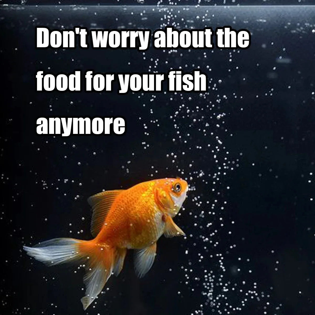 EasyFeed Automatic Fish Feeder